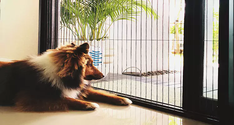 Sliding Screen Pet Door Repair in St. Petersburg, FL