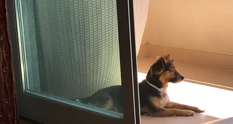 French Door Pet Screen Repair in St. Petersburg, FL